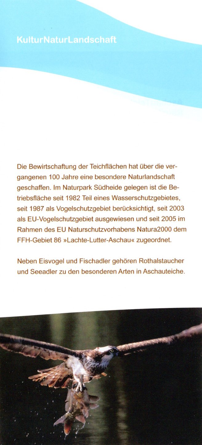 aschauteiche aale forellen eschede03