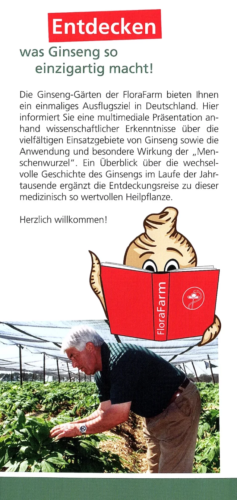 walsrode florafarm ginseng 002 768x1616